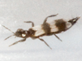 Aleothrips intermedius